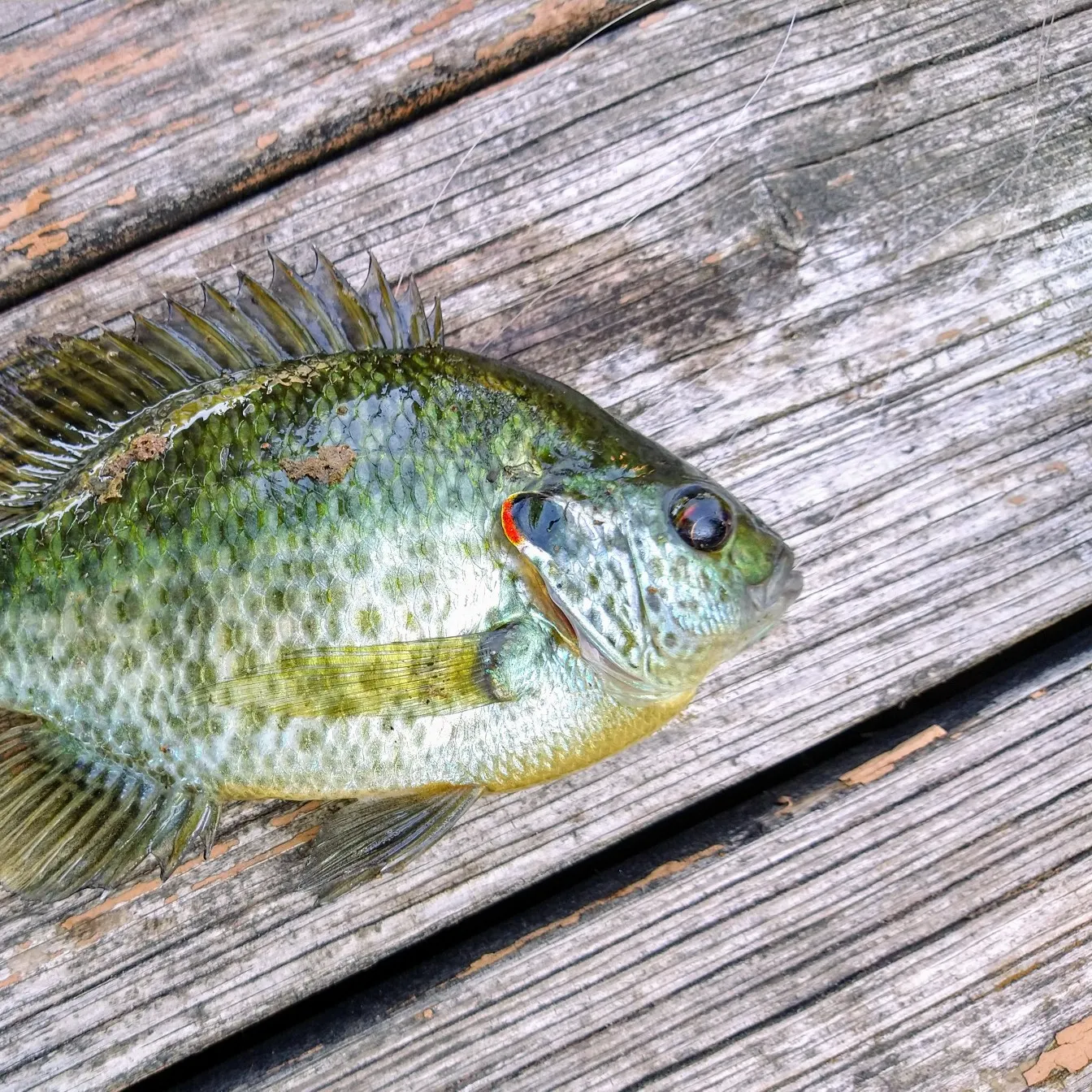 recently logged catches