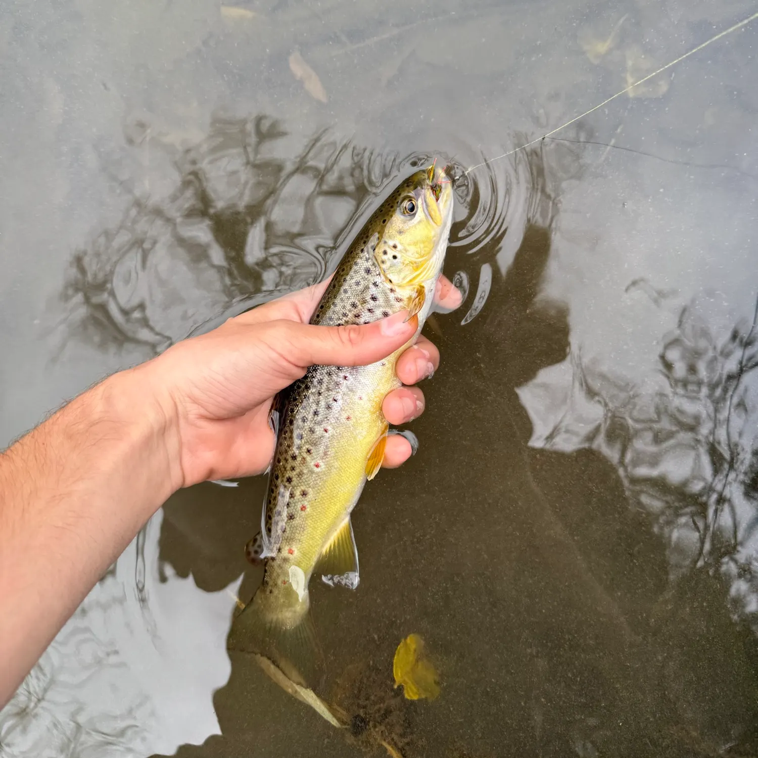 Brown trout caught on Fishbrain