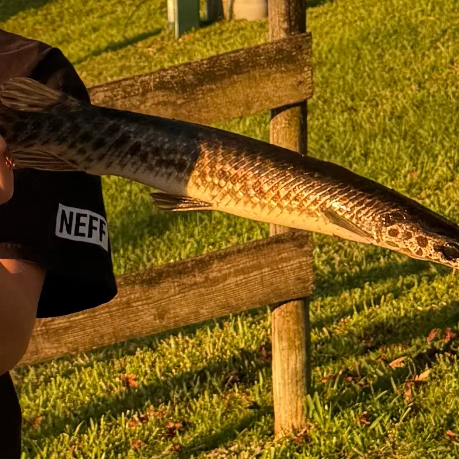 Spotted gar caught on Fishbrain