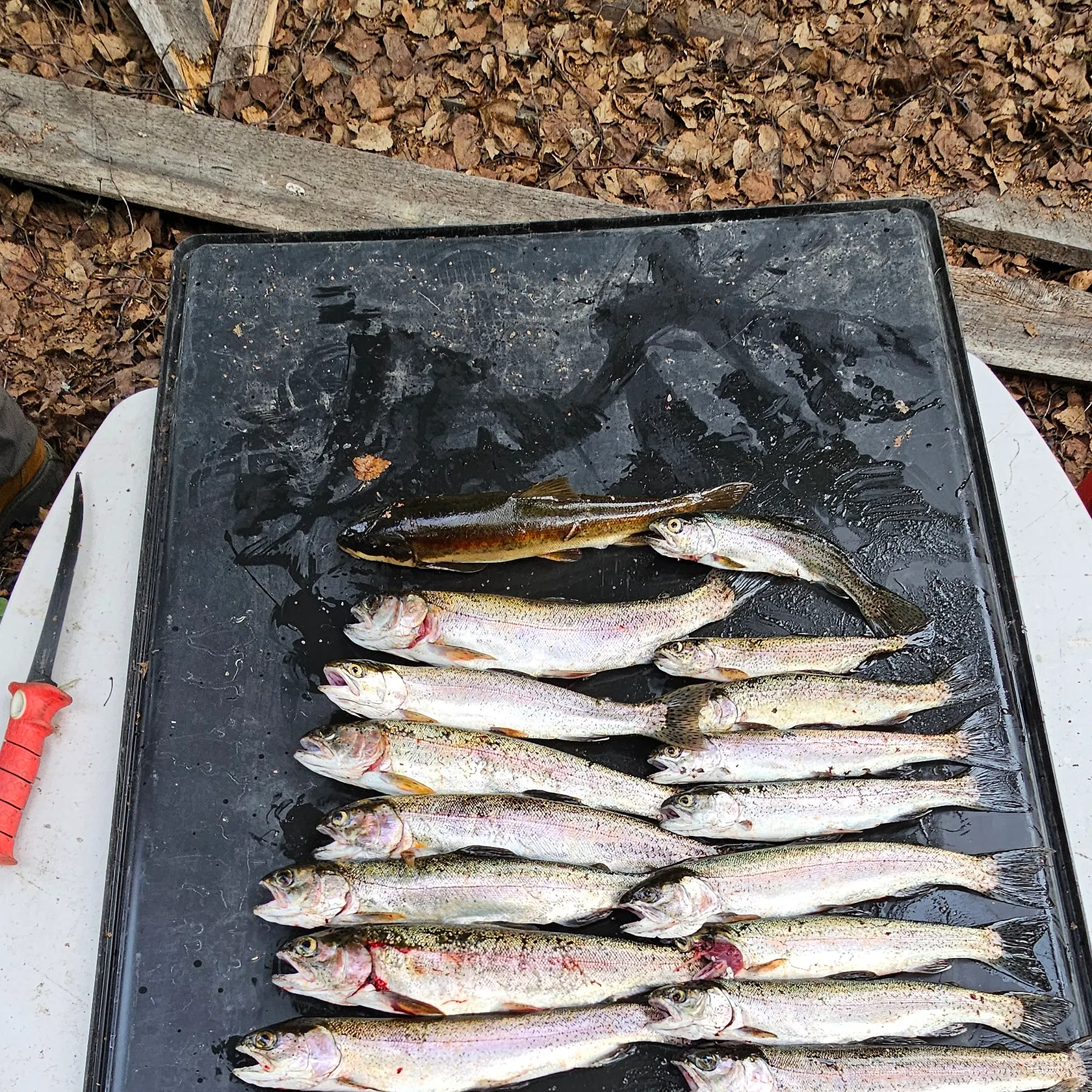 recently logged catches