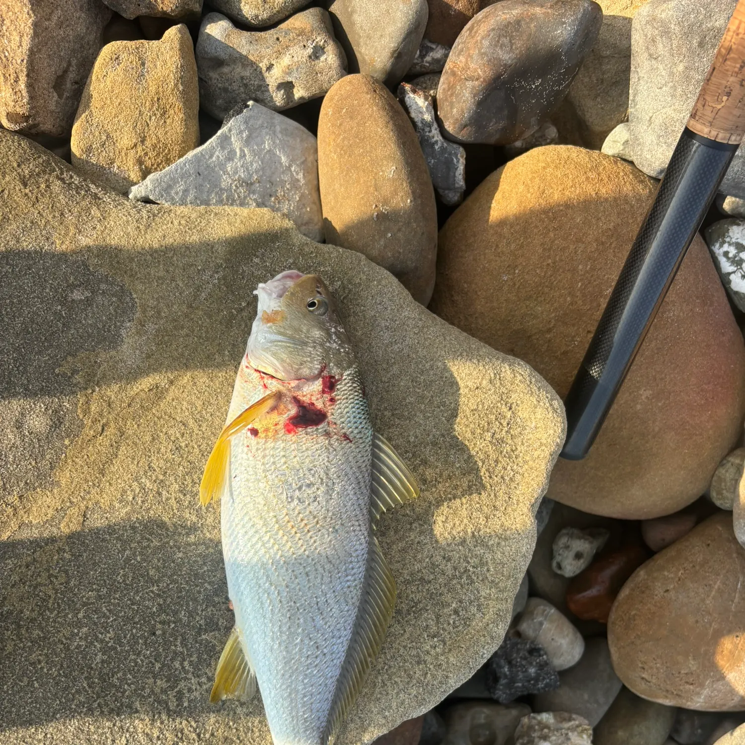 Yellowfin croaker caught on Fishbrain