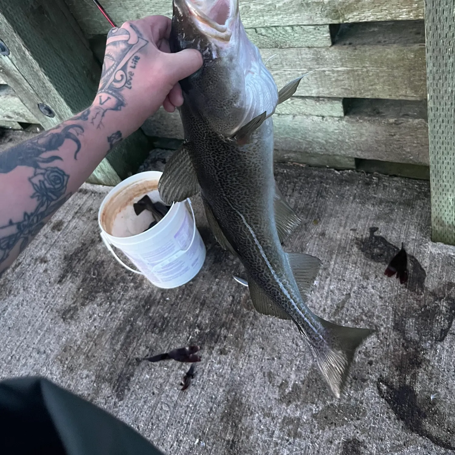 recently logged catches