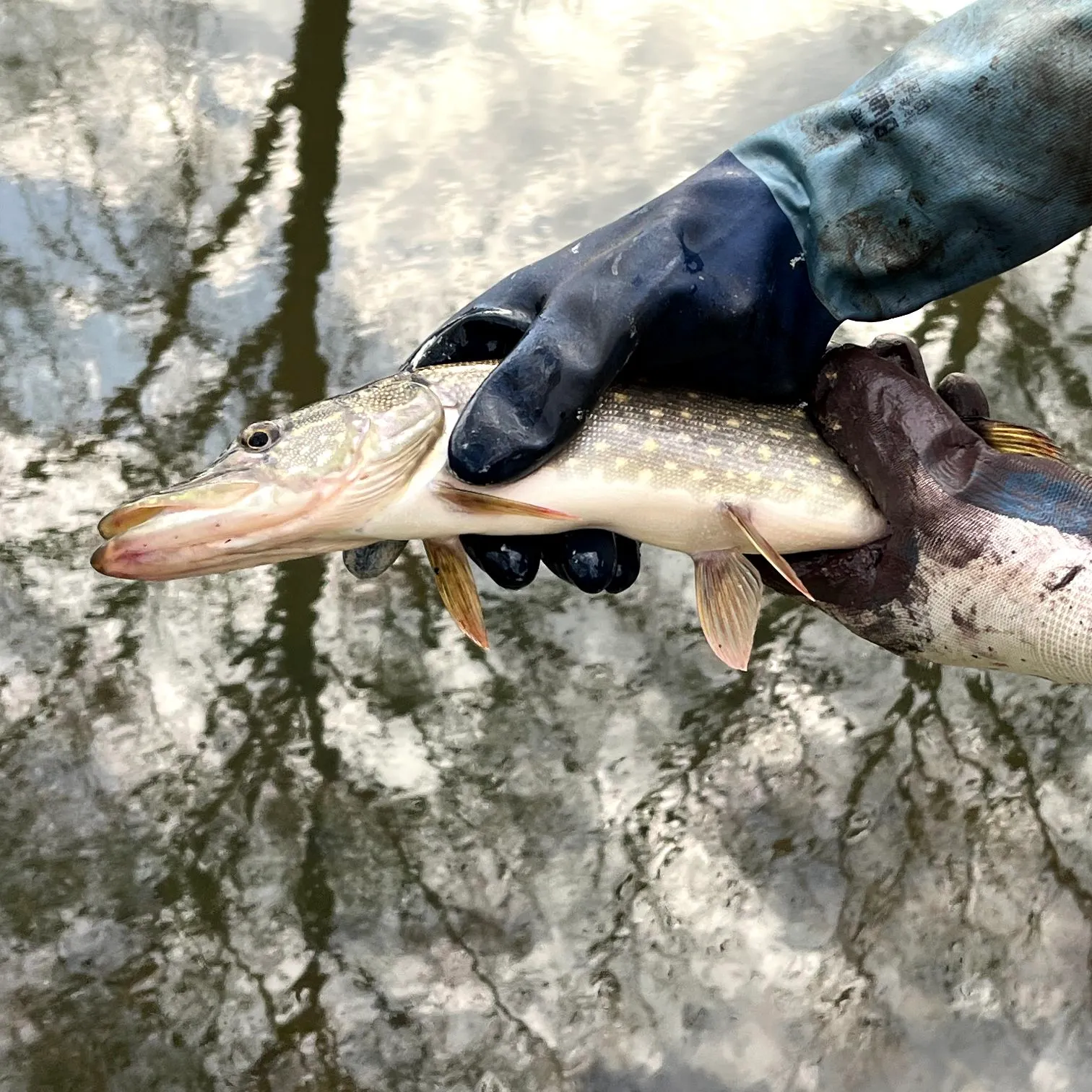 most liked catch image