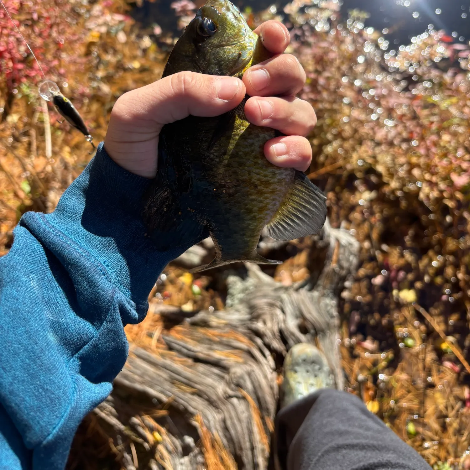 Bluegill caught on Fishbrain