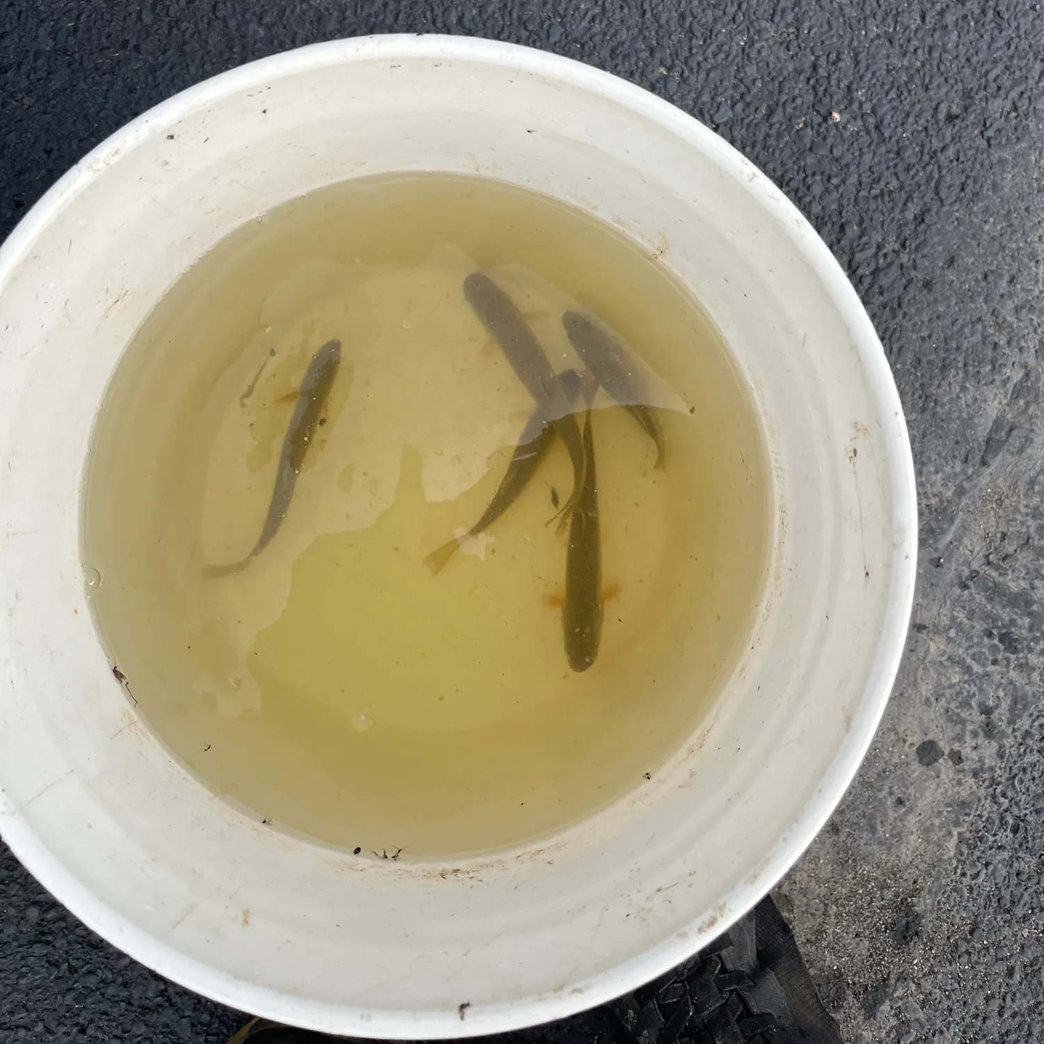 Creek chub caught on Fishbrain