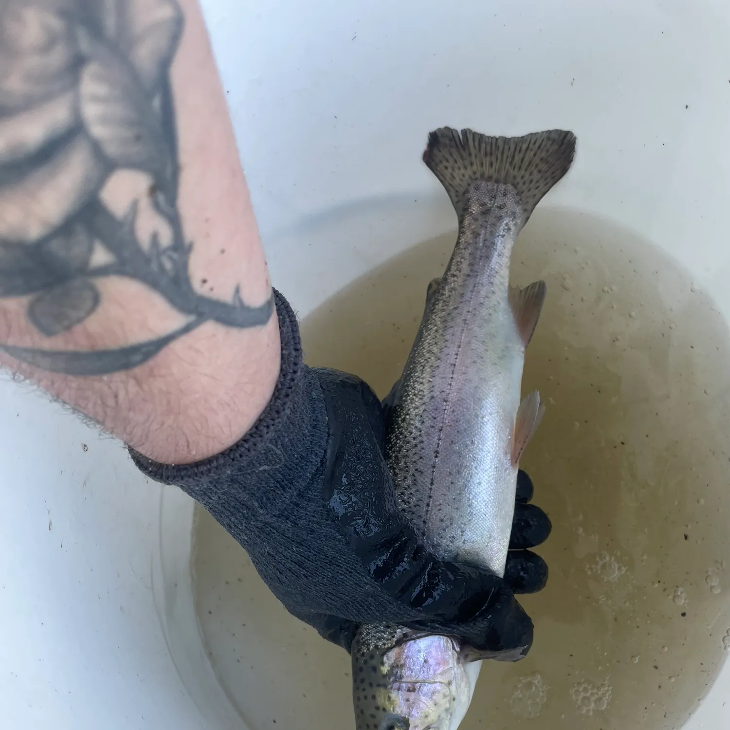 Rainbow trout caught on Fishbrain