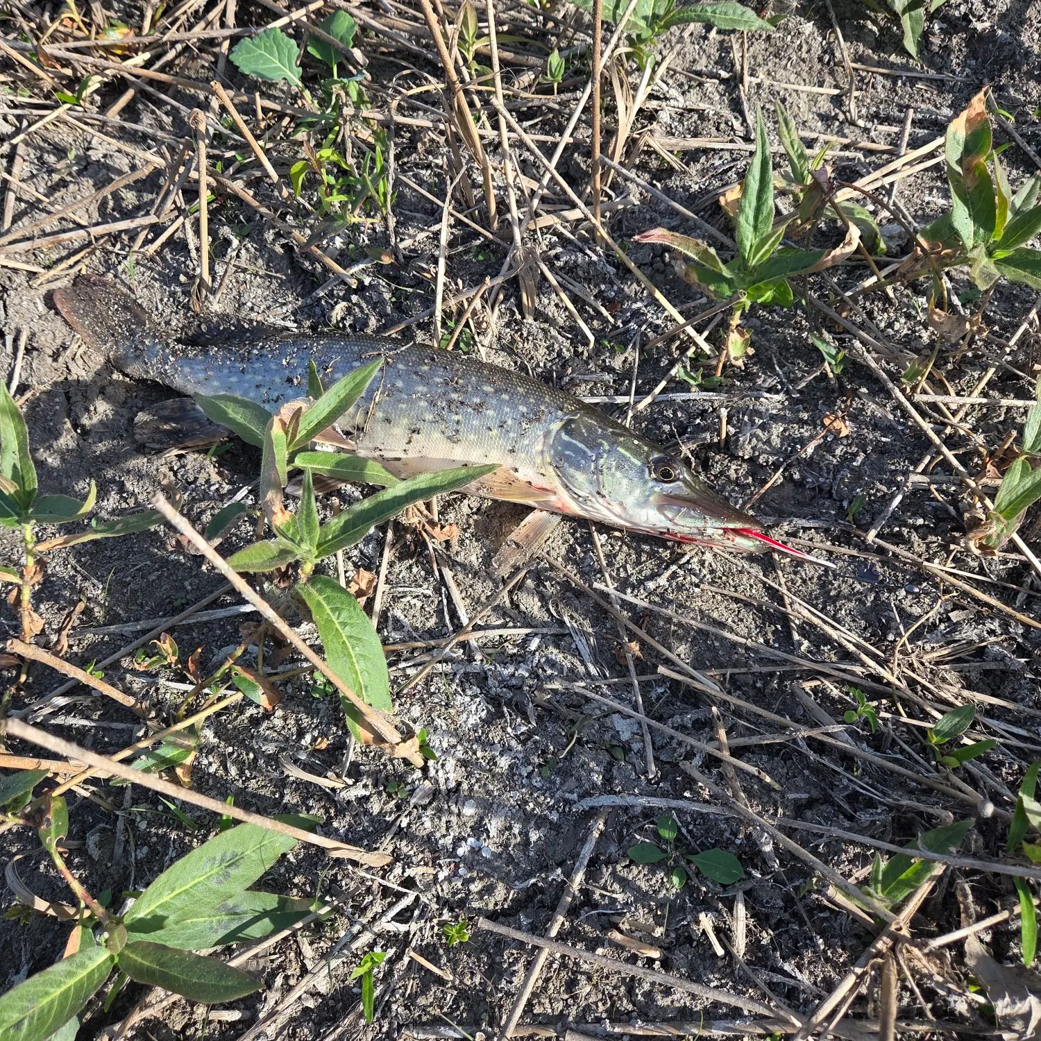 Fish caught on Fishbrain