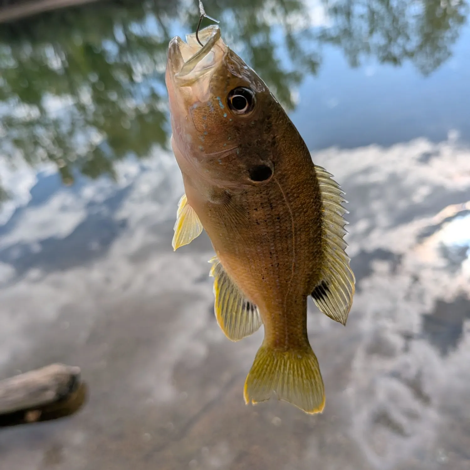 Green sunfish caught on Fishbrain