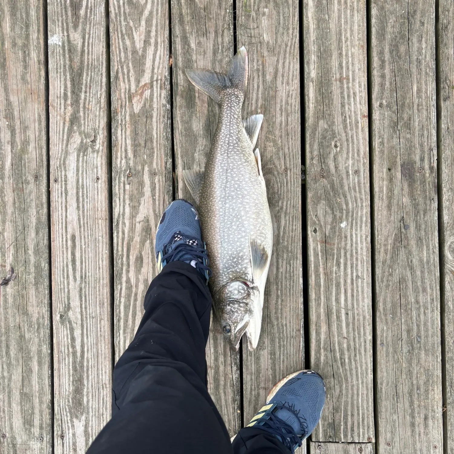 Lake char caught on Fishbrain