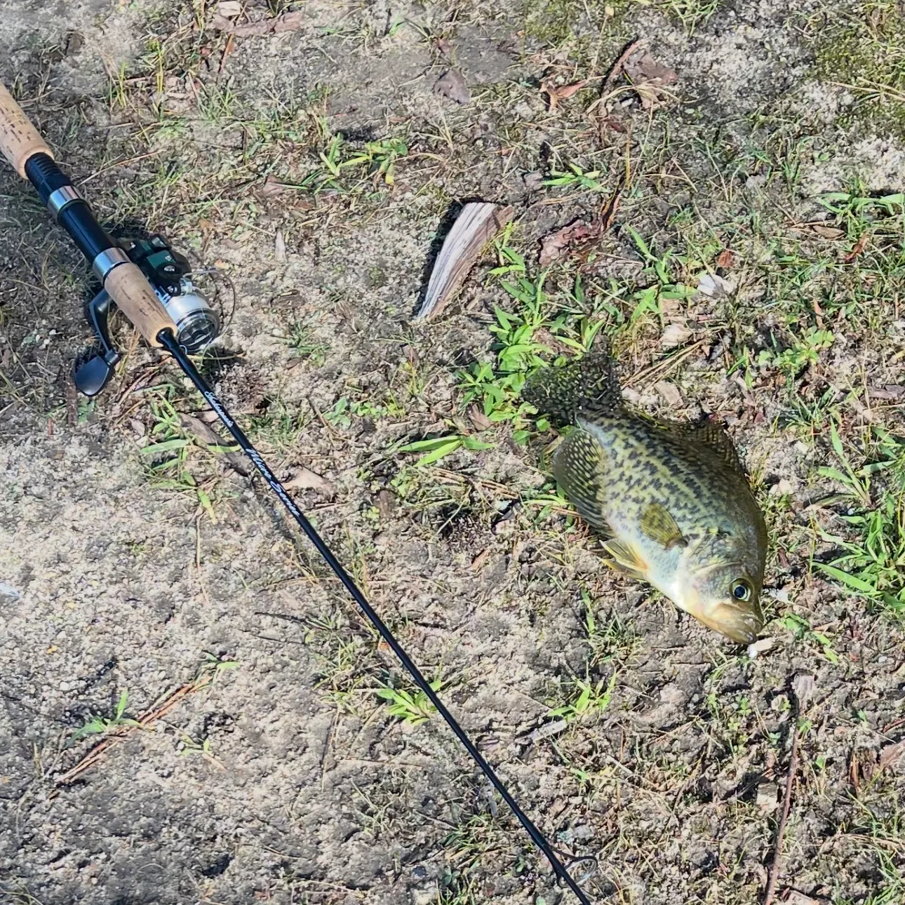 Black crappie caught on Fishbrain