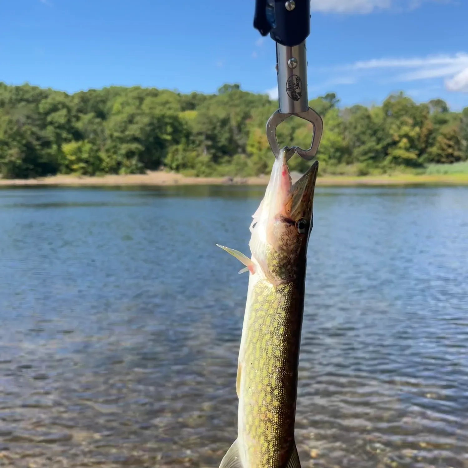 Chain pickerel caught on Fishbrain