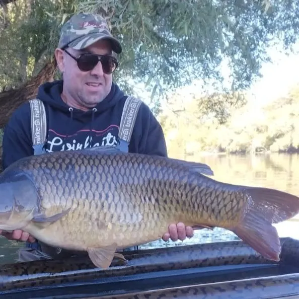 Common carp caught on Fishbrain