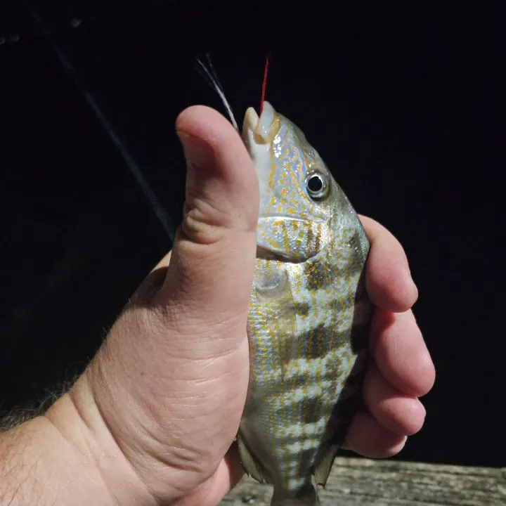 Rock sea bass caught on Fishbrain