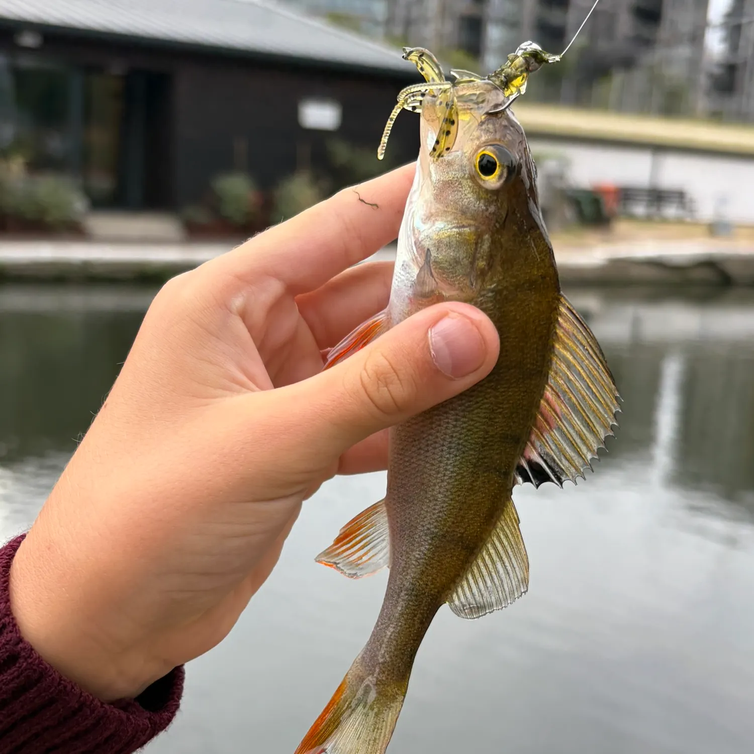 European perch caught on Fishbrain