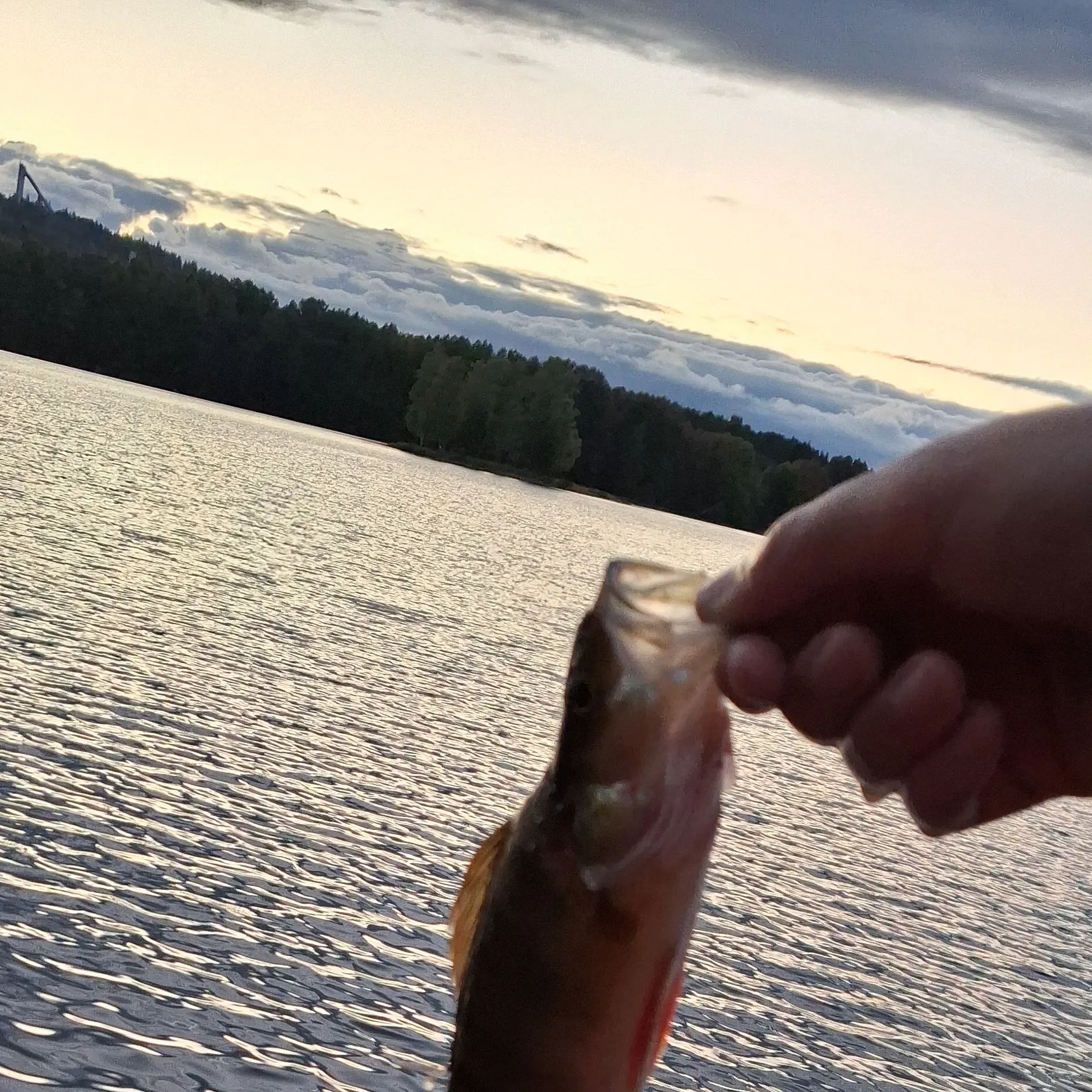 European perch caught on Fishbrain