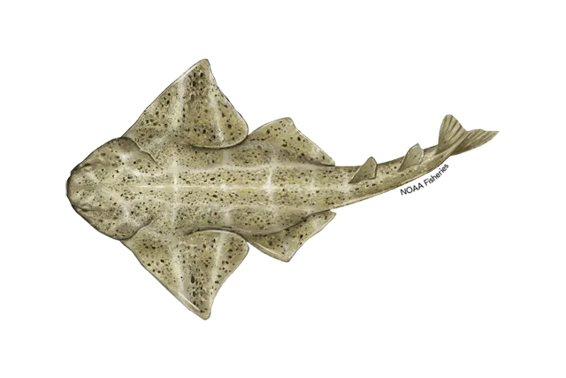 Angelshark