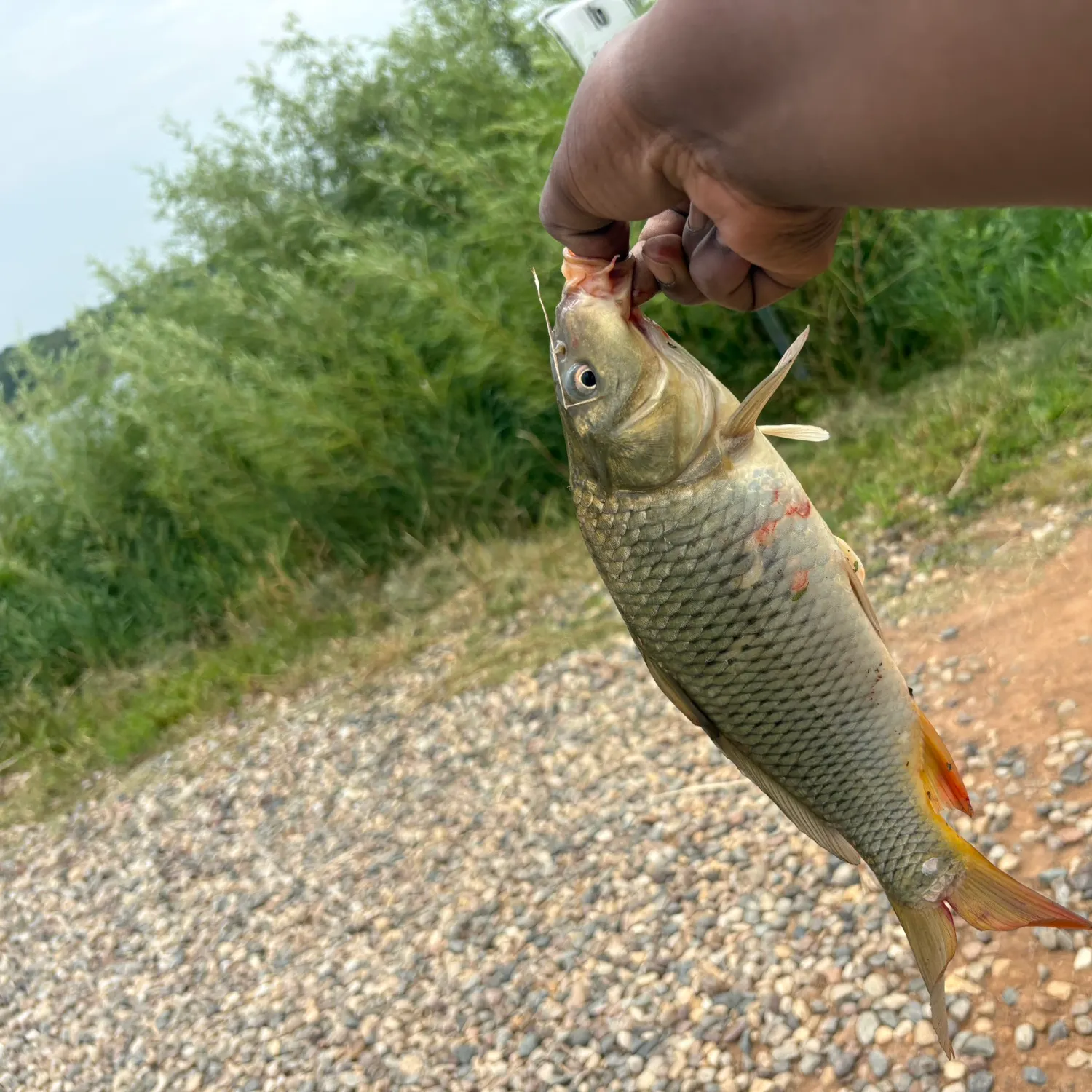 Common carp caught on Fishbrain