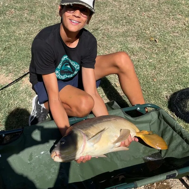 Mirror carp caught on Fishbrain