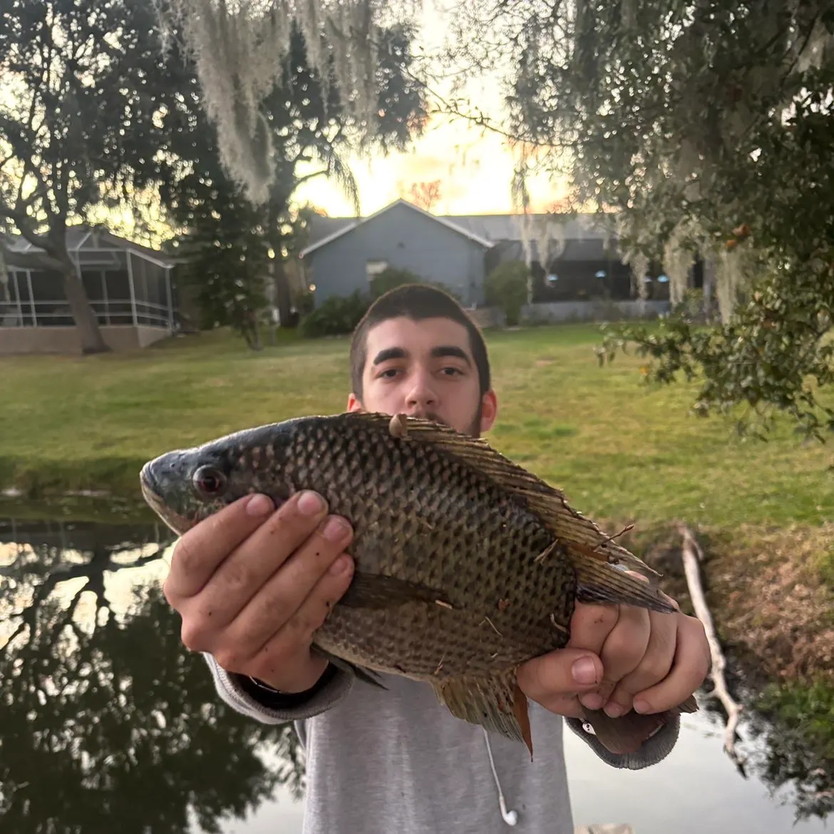 The most recent Nile tilapia catches on Fishbrain