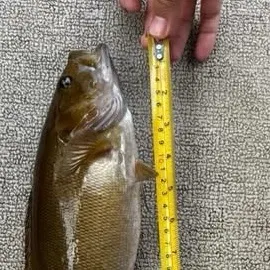 Smallmouth bass caught on Fishbrain