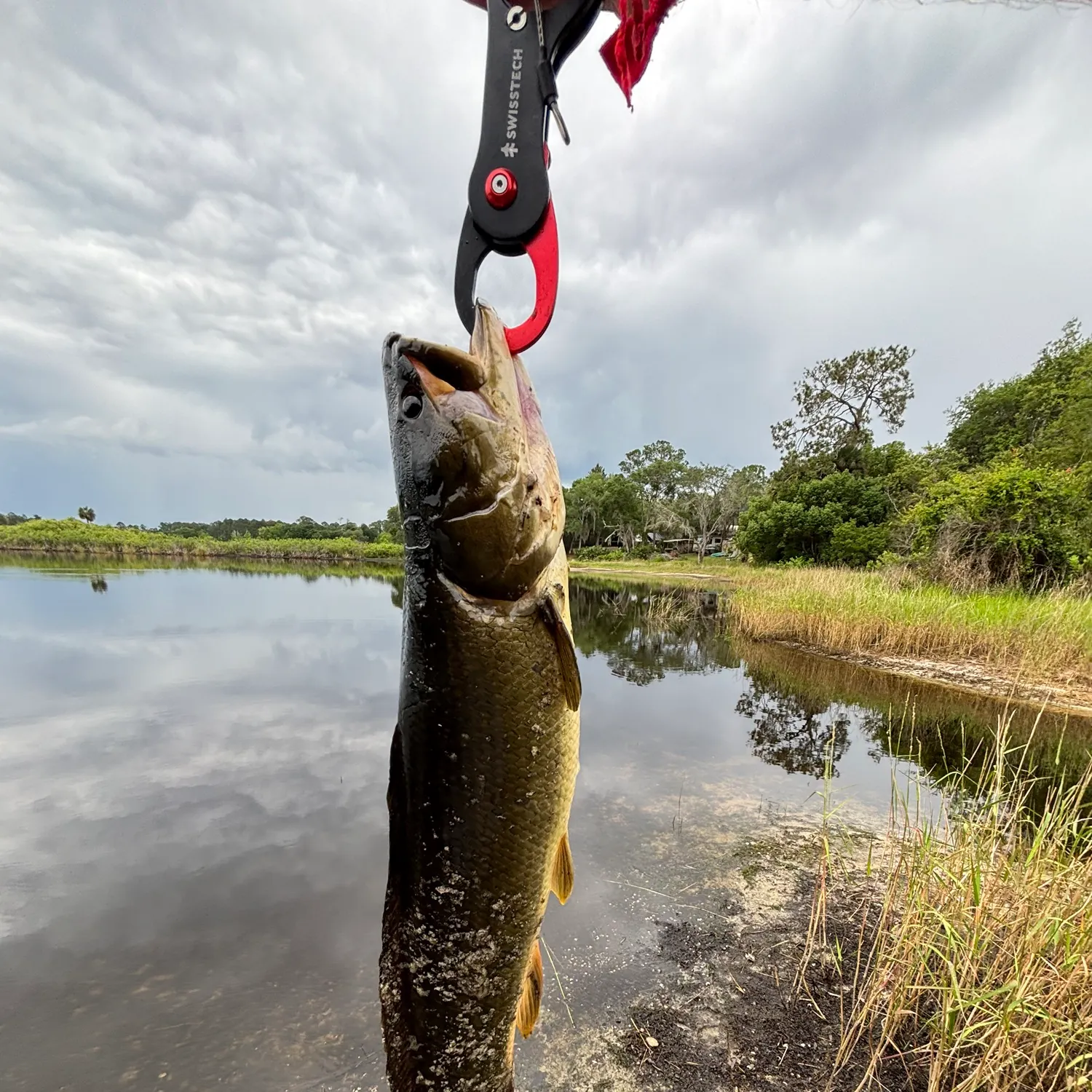 The most recent Ruddy bowfin catches on Fishbrain