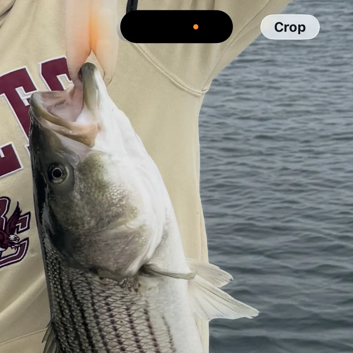 Striped bass caught on Fishbrain