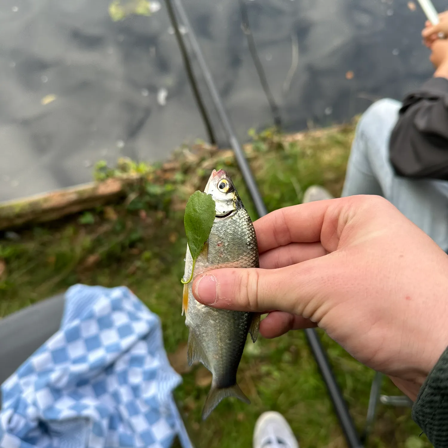 Common rudd caught on Fishbrain