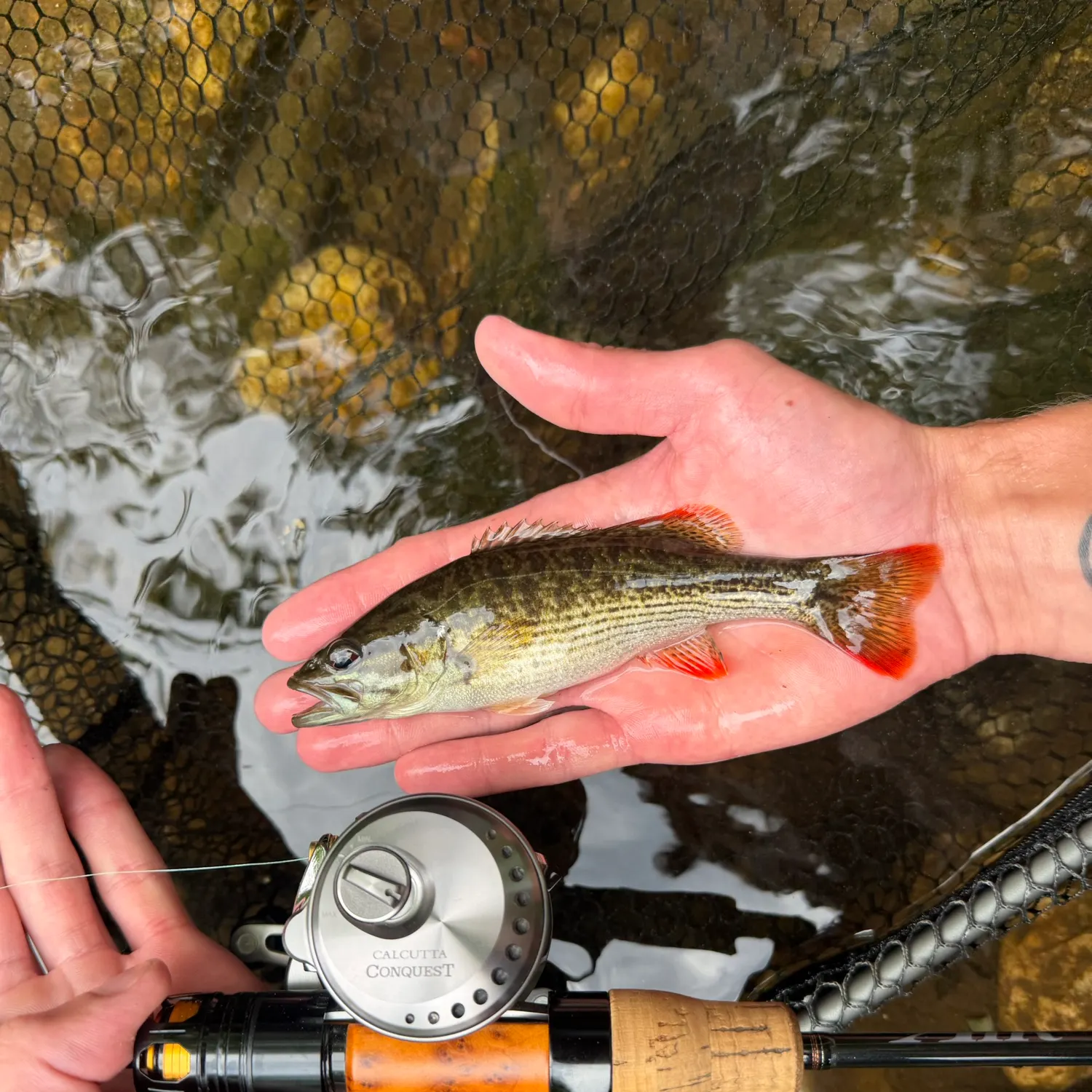 The most recent Chattahoochee bass catches on Fishbrain