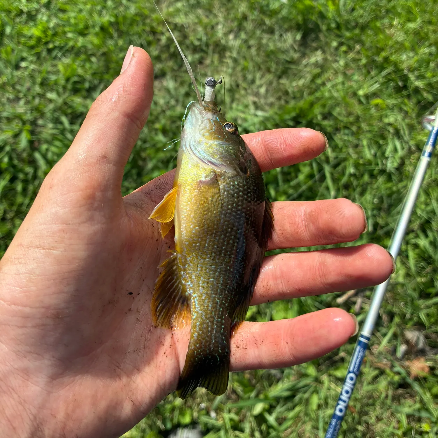Green sunfish caught on Fishbrain