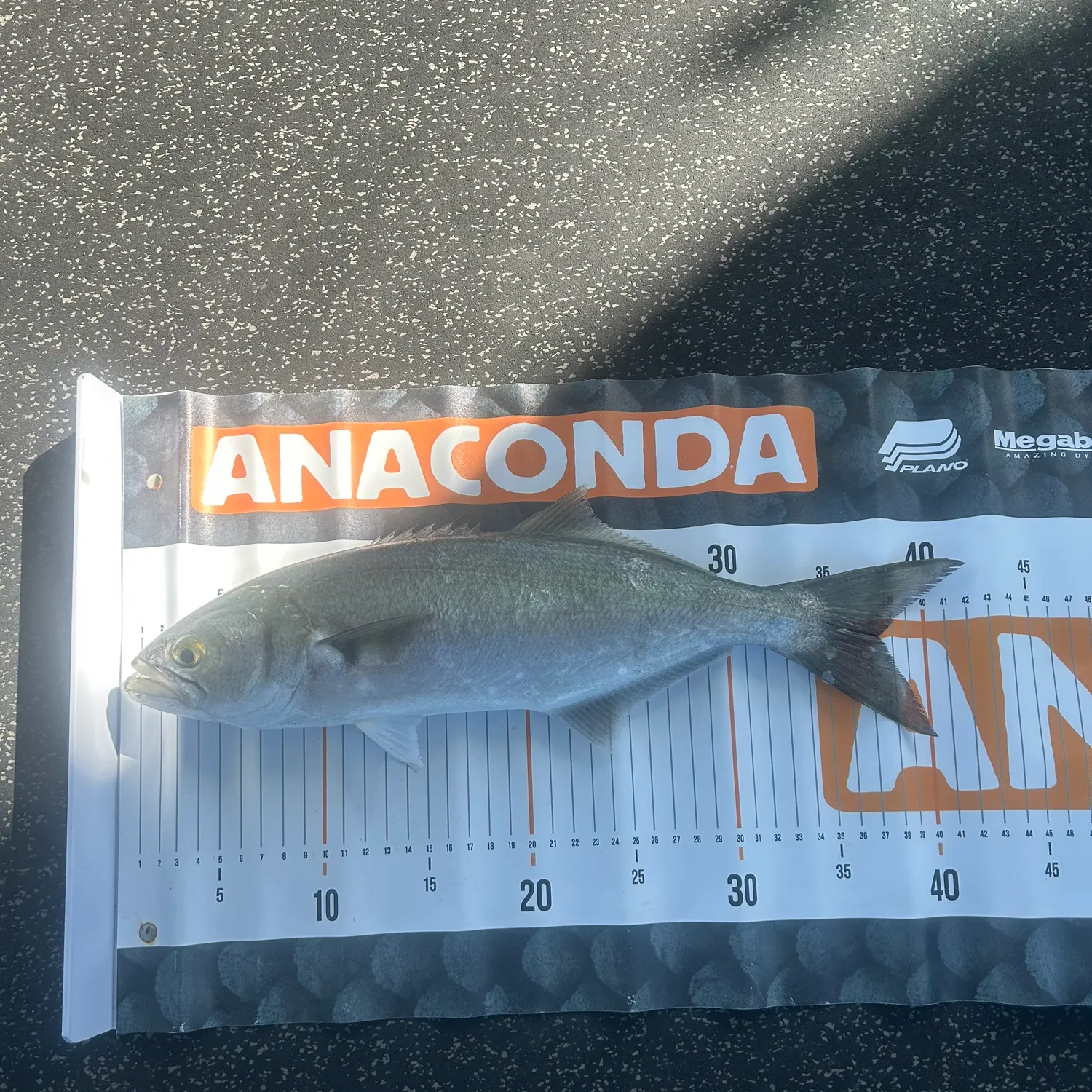 Bluefish caught on Fishbrain