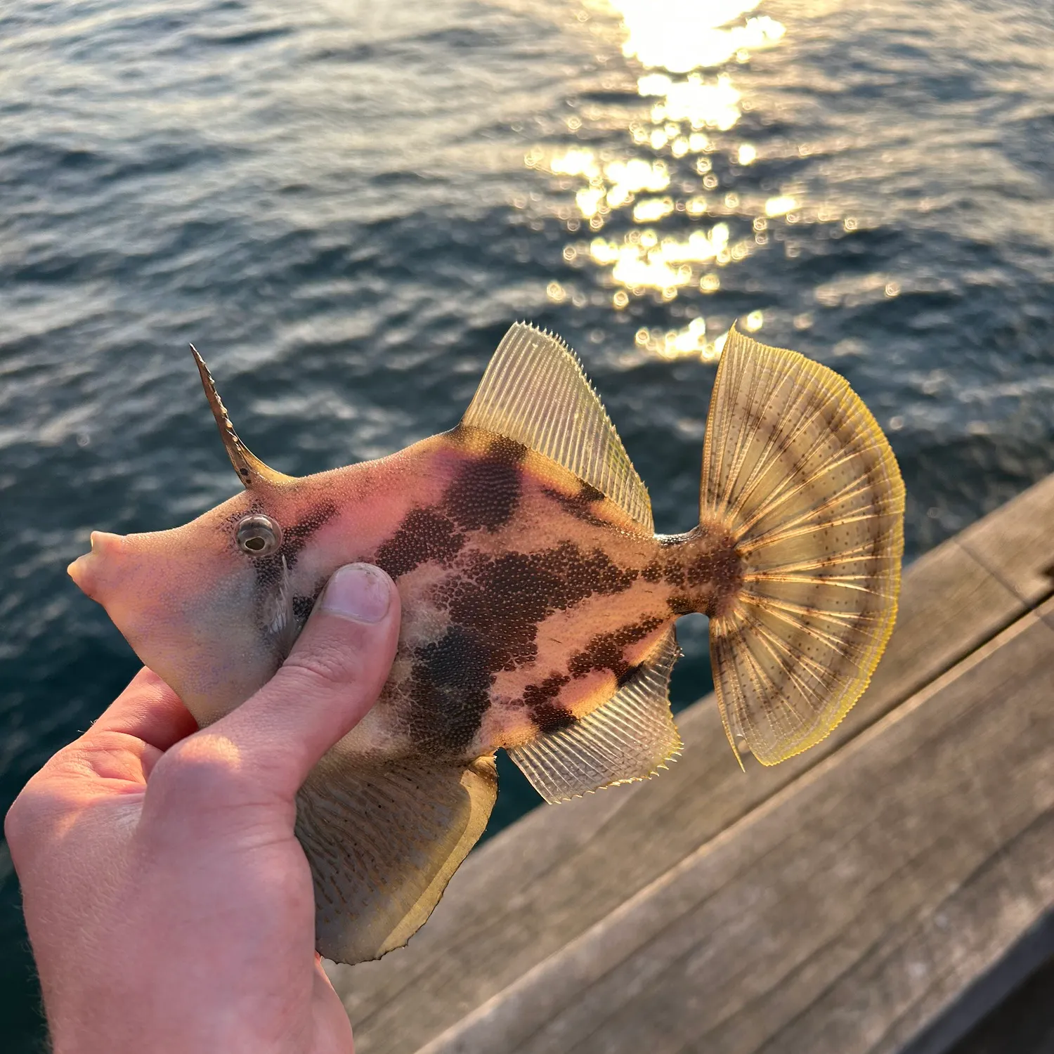 The most recent Fan-bellied leatherjacket catches on Fishbrain