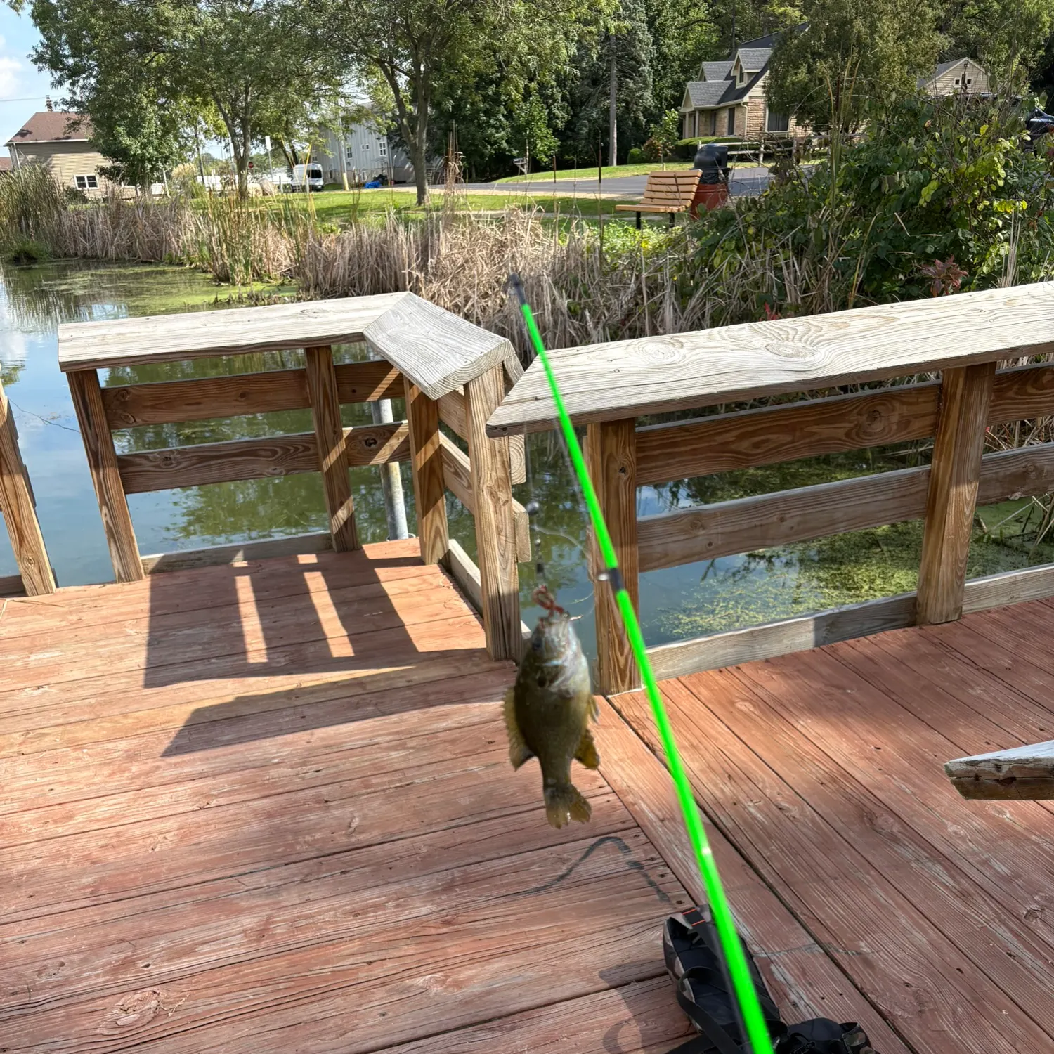 Greengill hybrid caught on Fishbrain