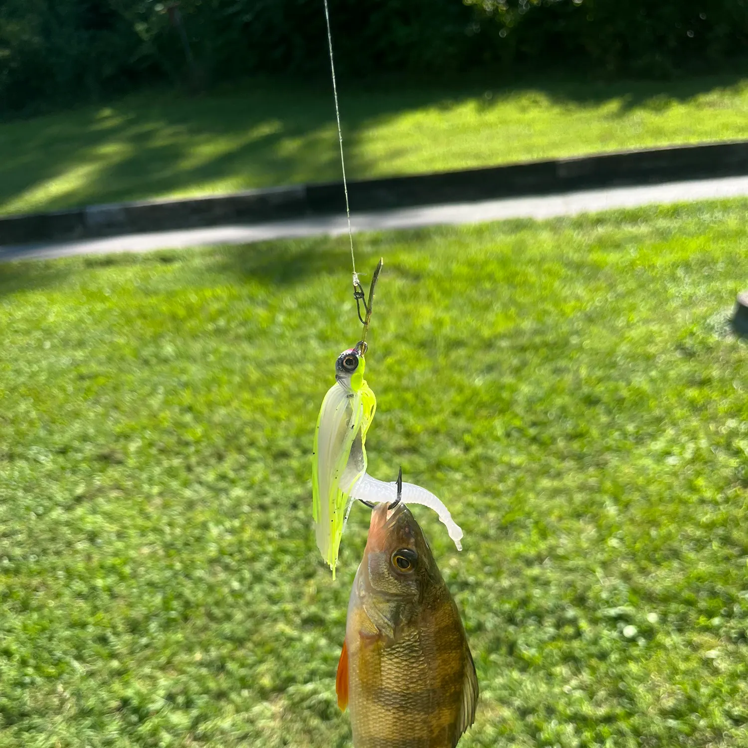 Yellow perch caught on Fishbrain