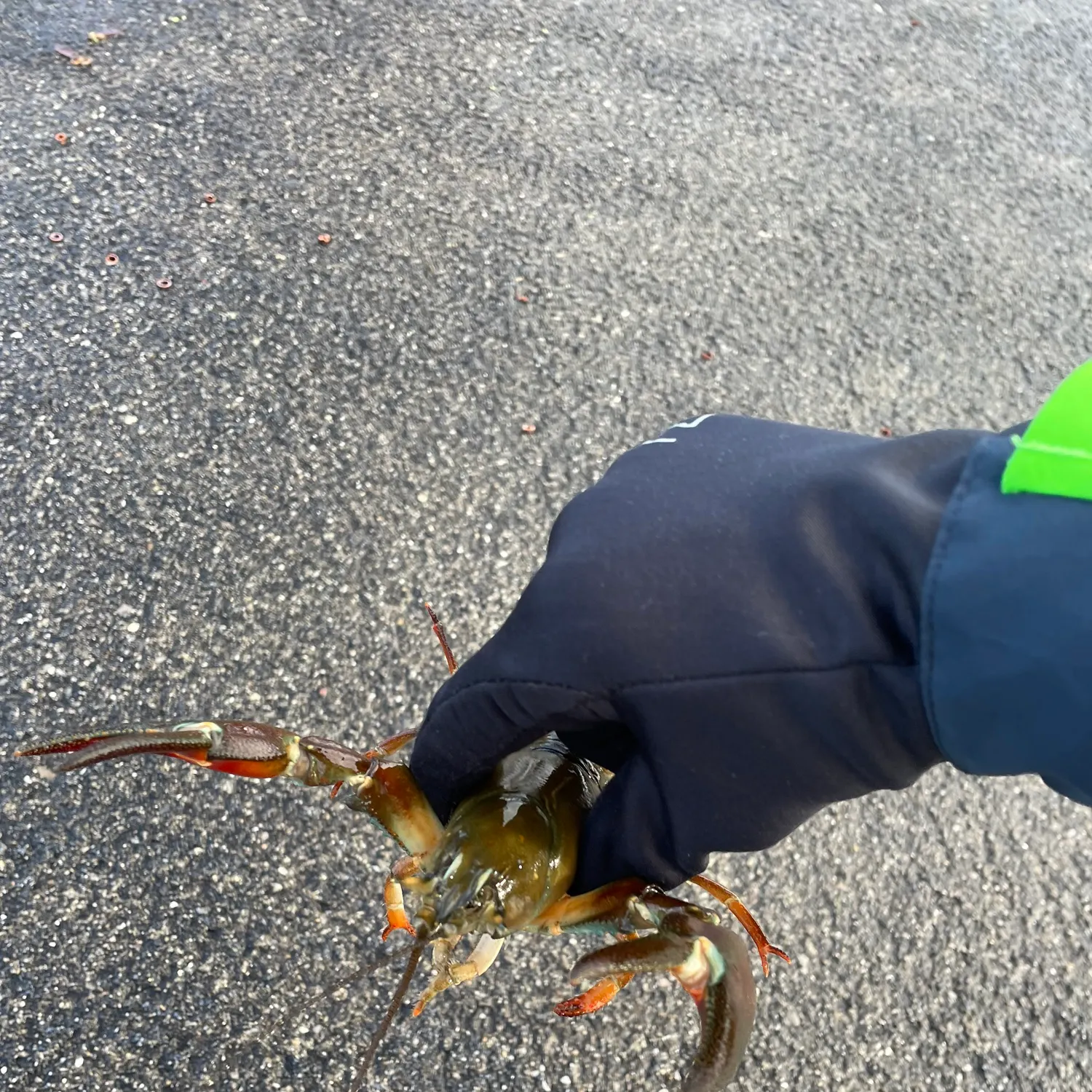 The most recent Red swamp crayfish catches on Fishbrain