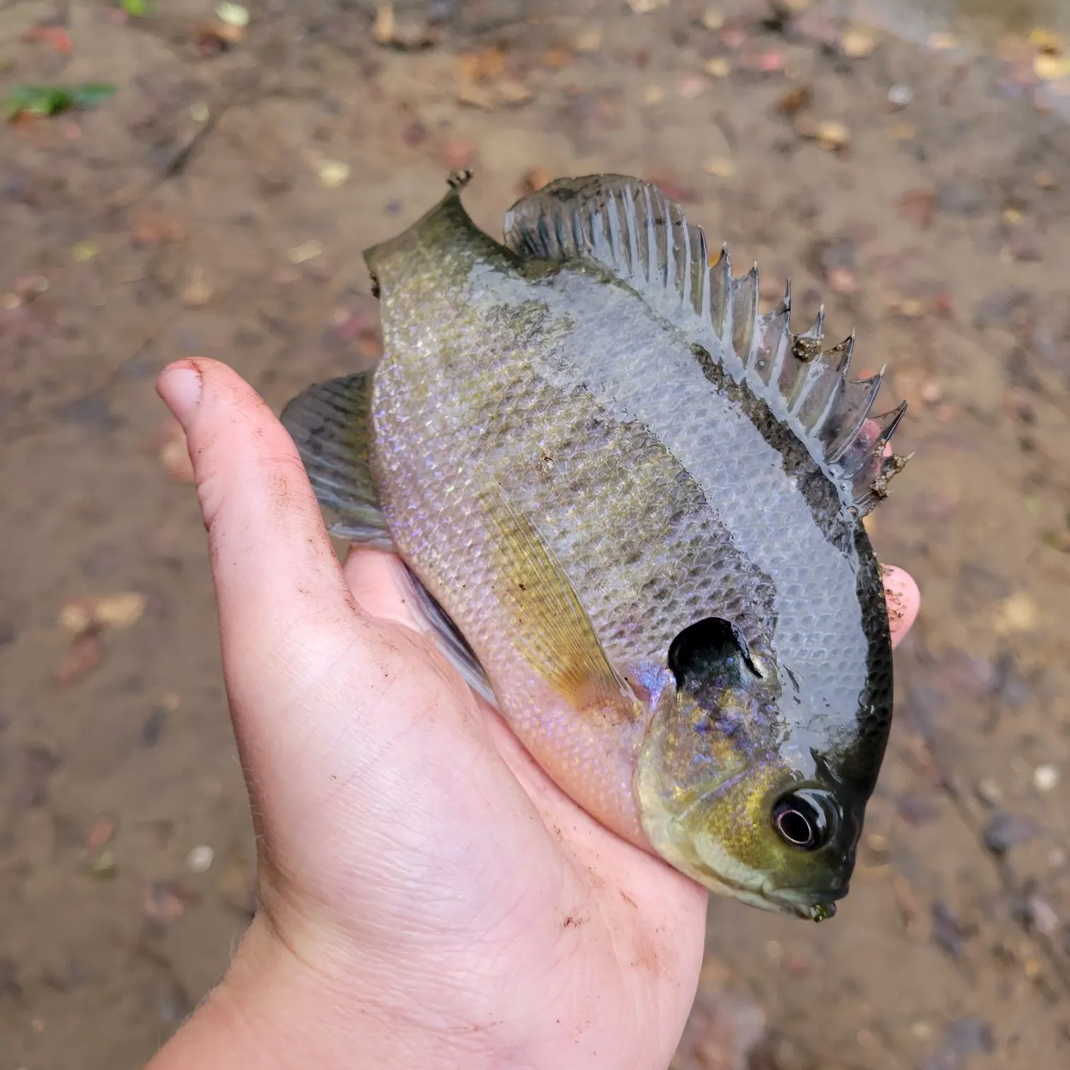 Bluegill caught on Fishbrain