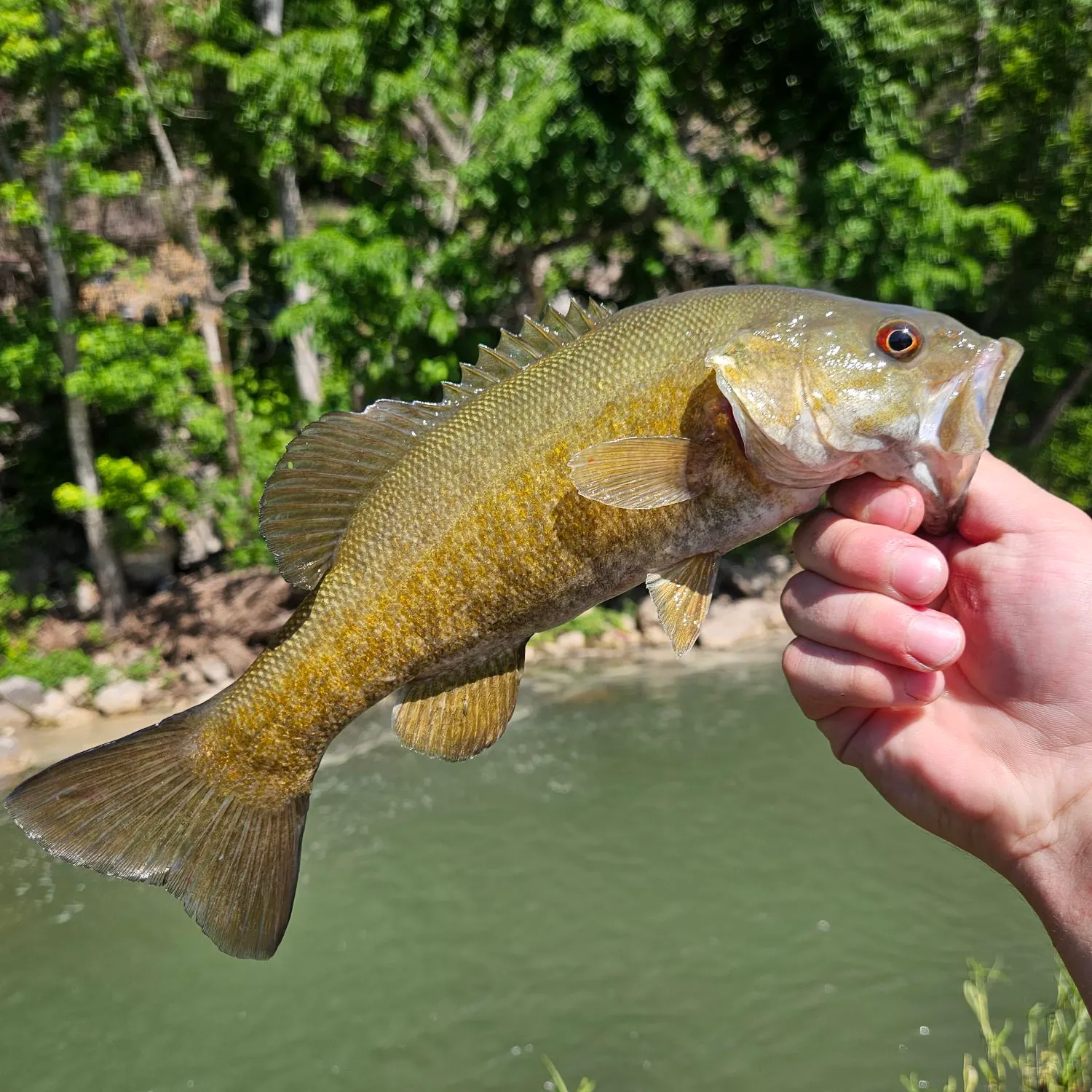 The most recent Neosho bass catches on Fishbrain