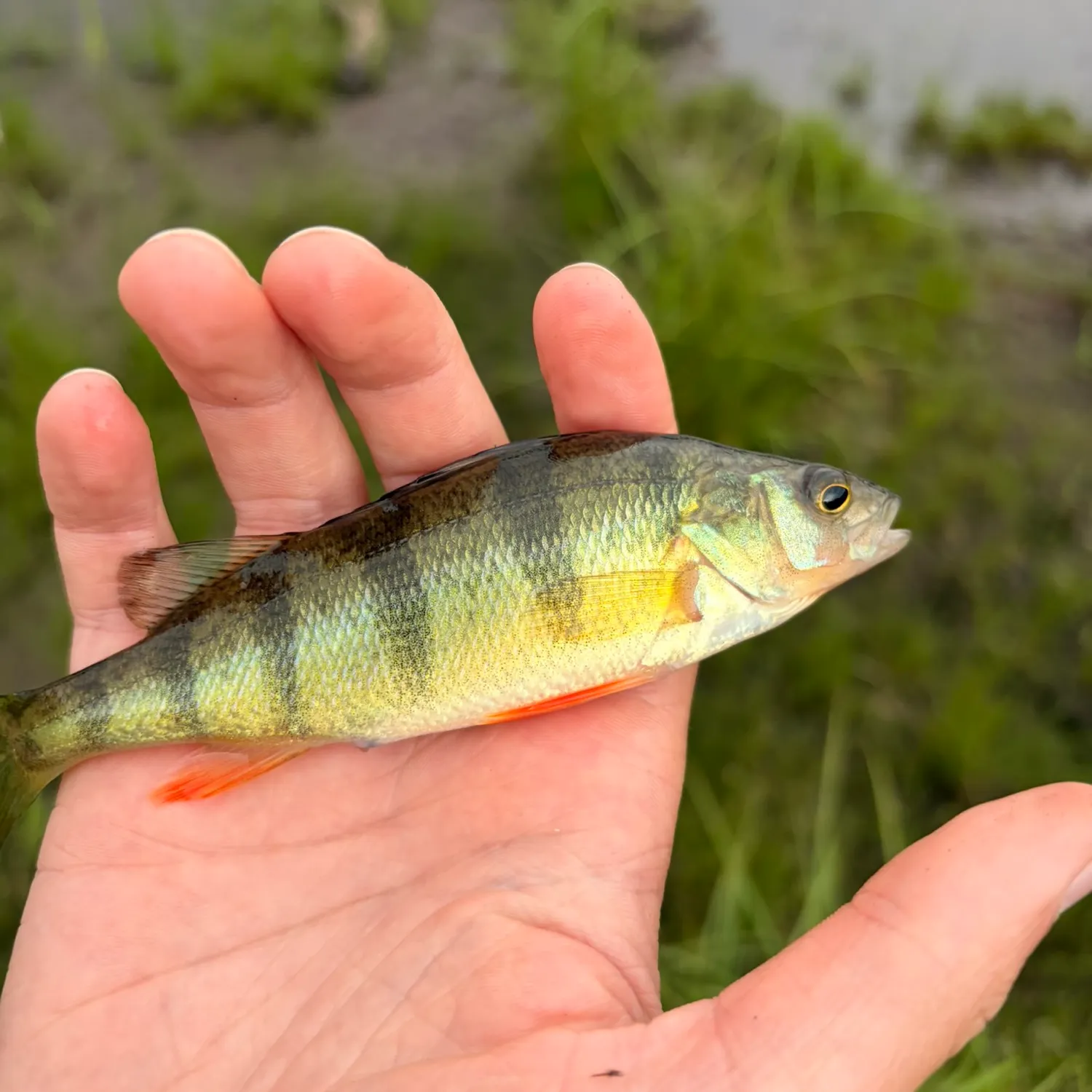 Yellow perch caught on Fishbrain