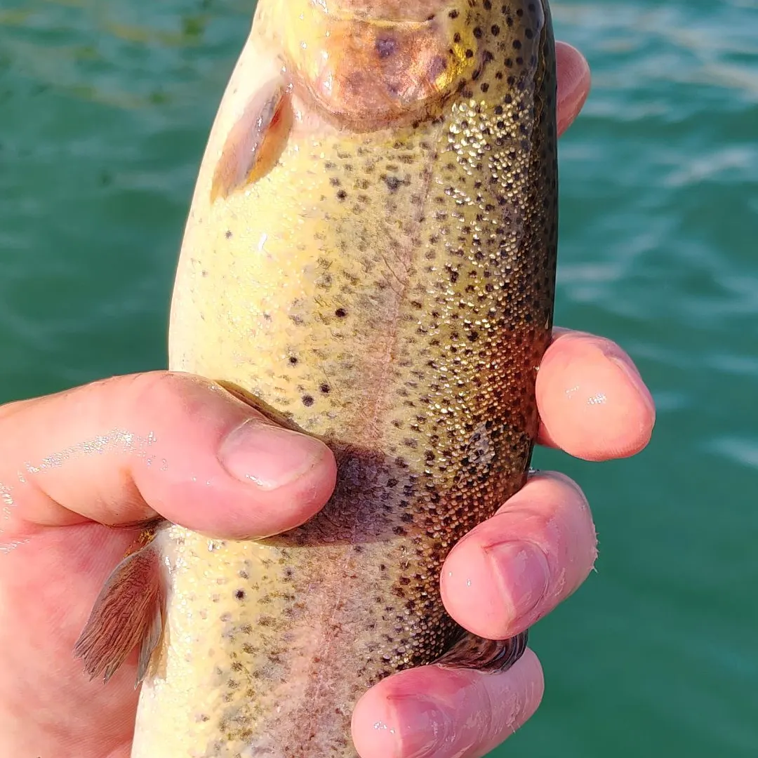 Rainbow trout caught on Fishbrain