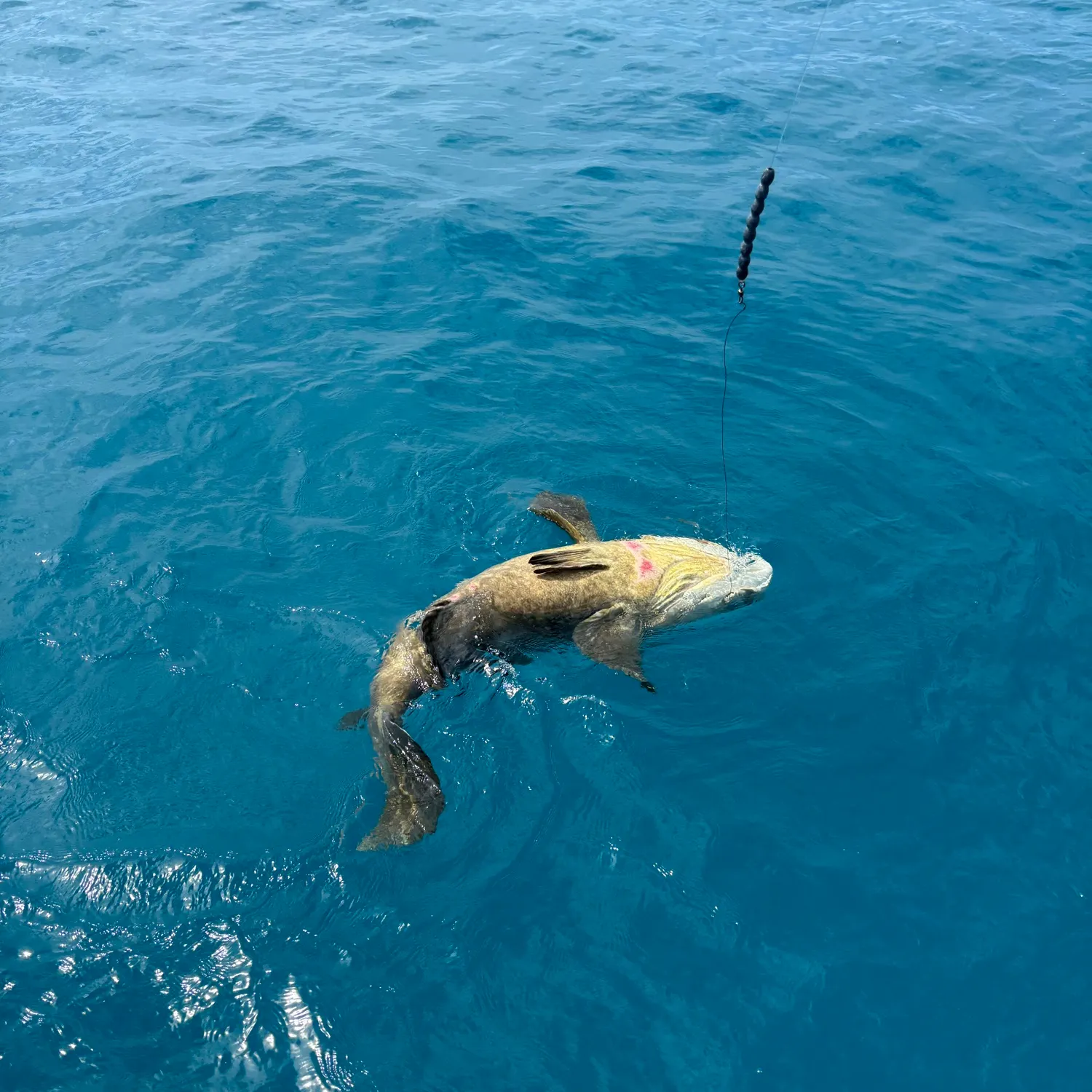The most recent Atlantic goliath grouper catches on Fishbrain