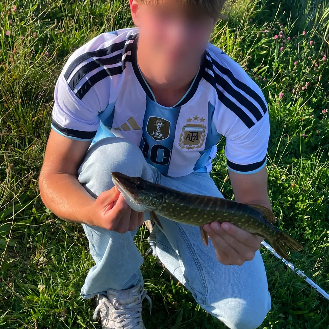 Northern pike caught on Fishbrain