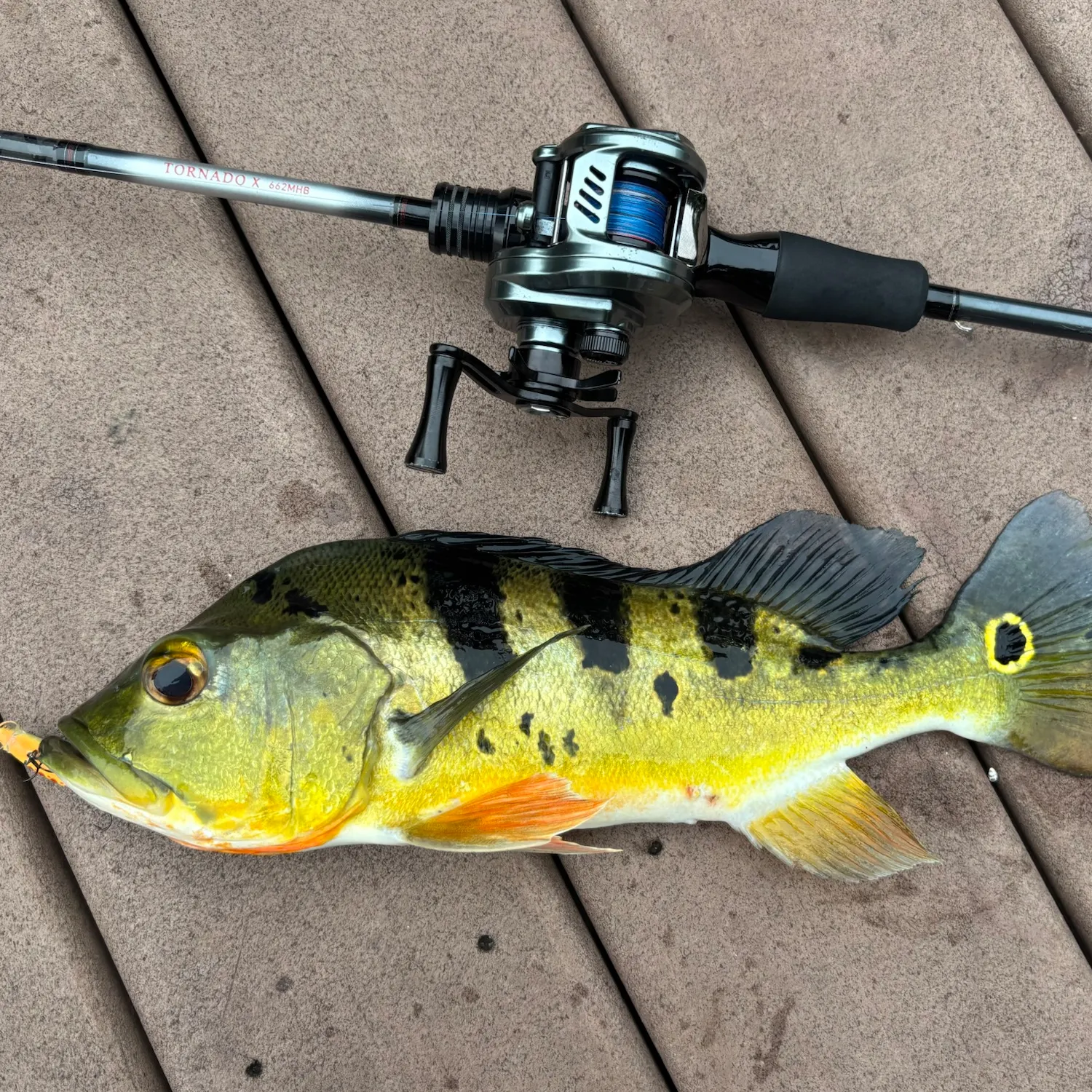 Butterfly peacock bass caught on Fishbrain