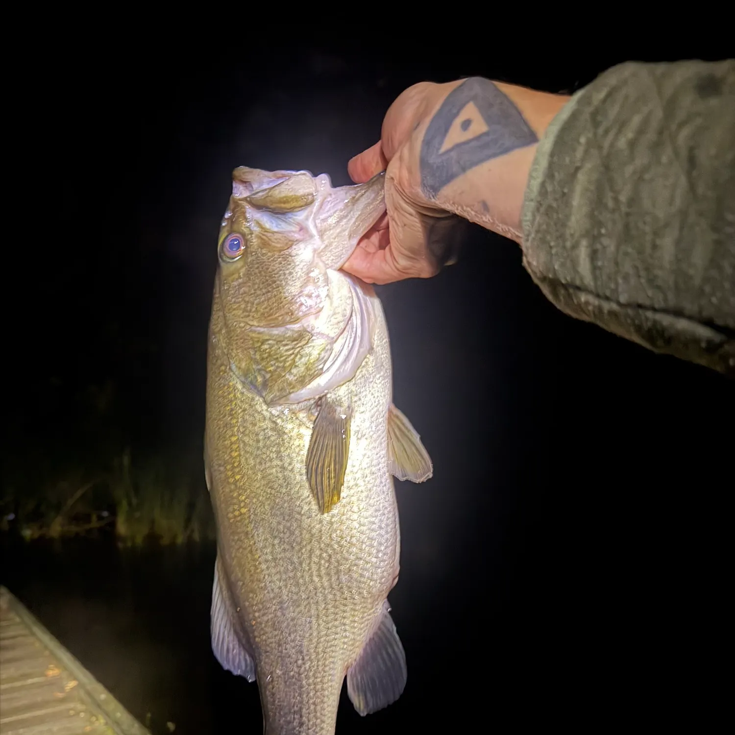 Largemouth bass caught on Fishbrain