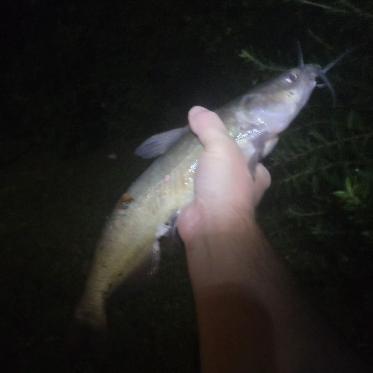 Channel catfish caught on Fishbrain