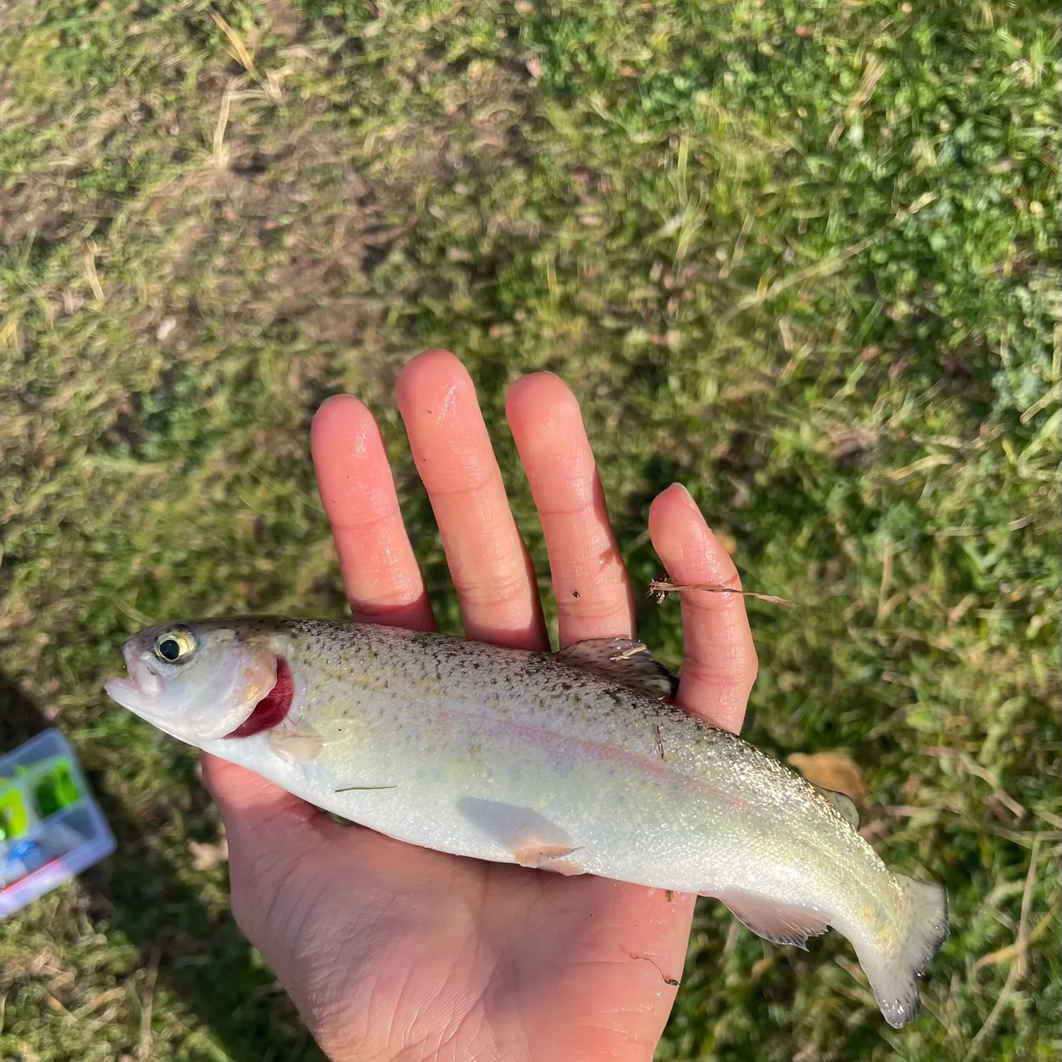 Rainbow trout caught on Fishbrain