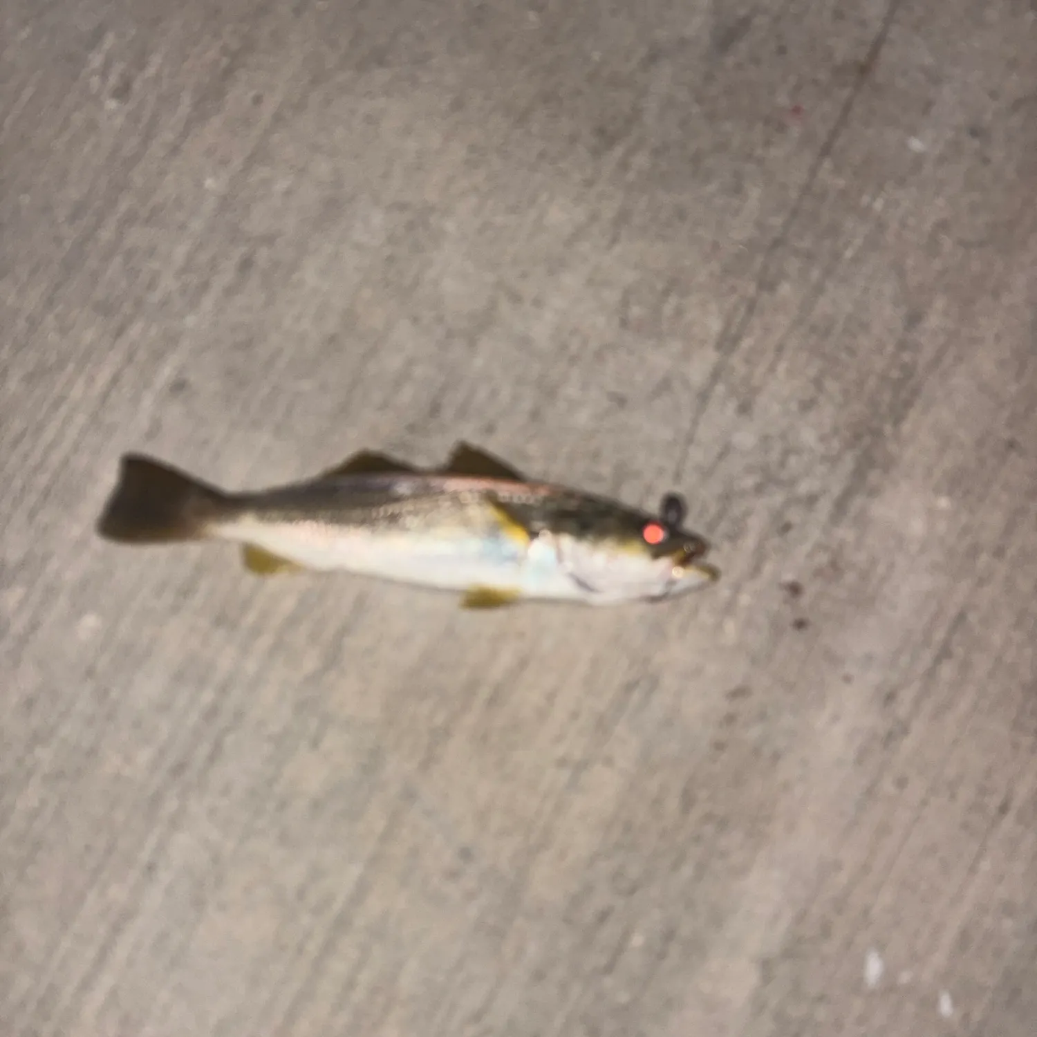Sand seatrout caught on Fishbrain