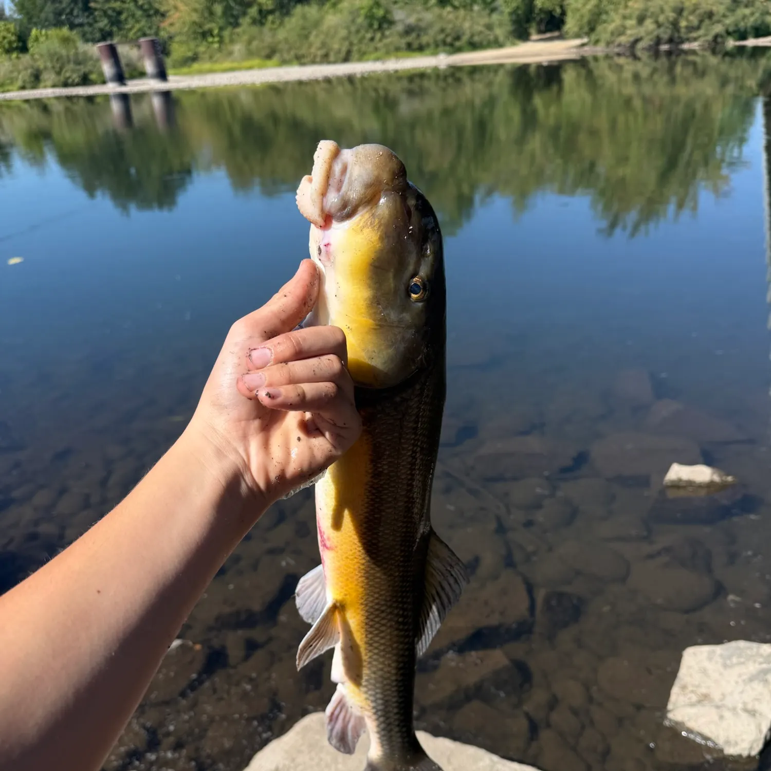 Largescale sucker caught on Fishbrain