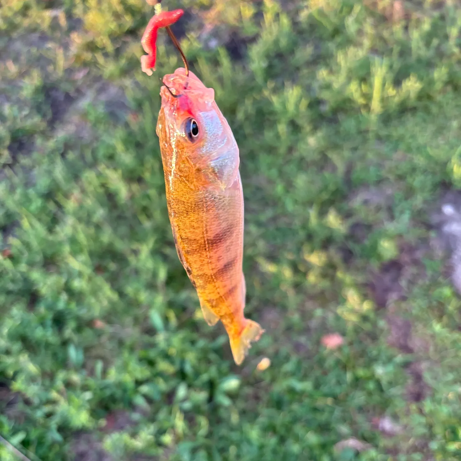 Yellow perch caught on Fishbrain