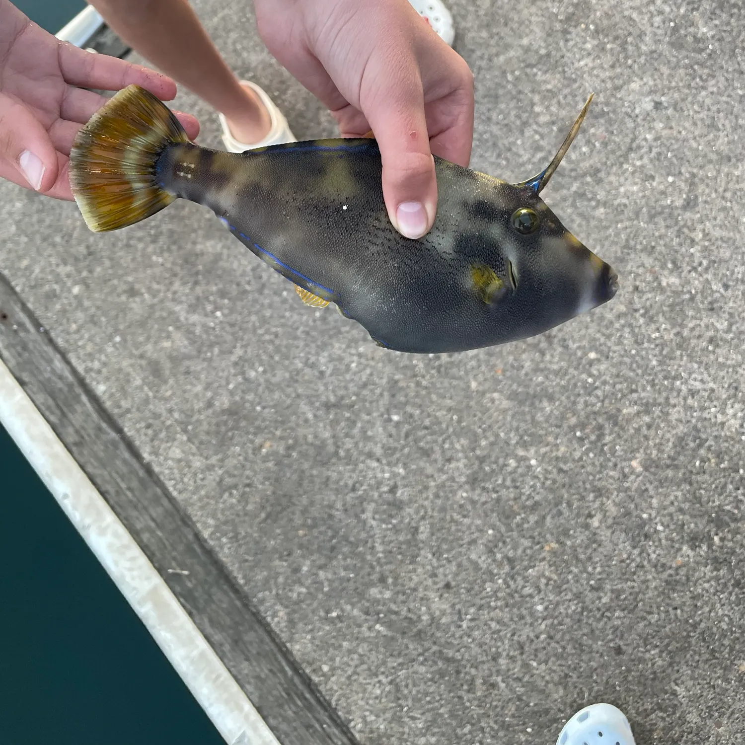 Large-scaled leatherjacket caught on Fishbrain