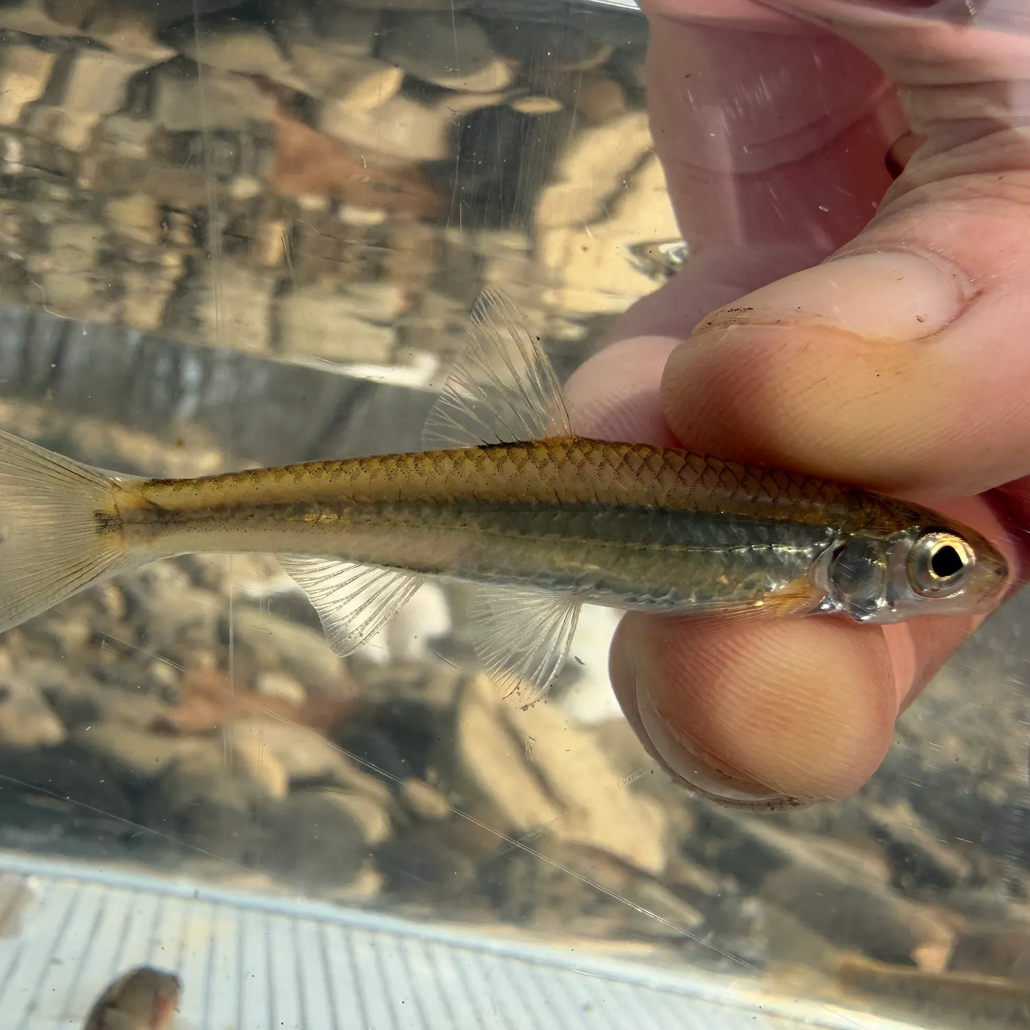 The most recent Wedge-tail triggerfish catches on Fishbrain