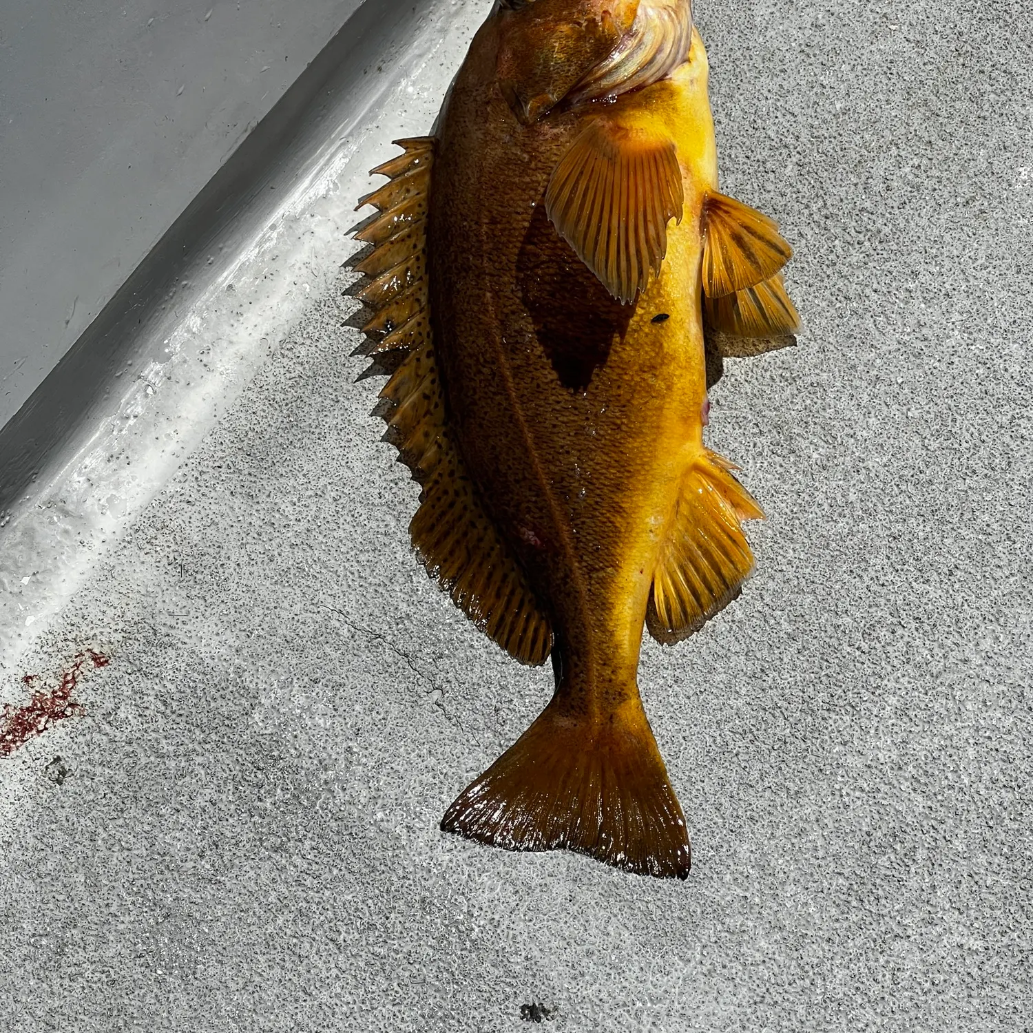 The most recent Yellowtail rockfish catches on Fishbrain